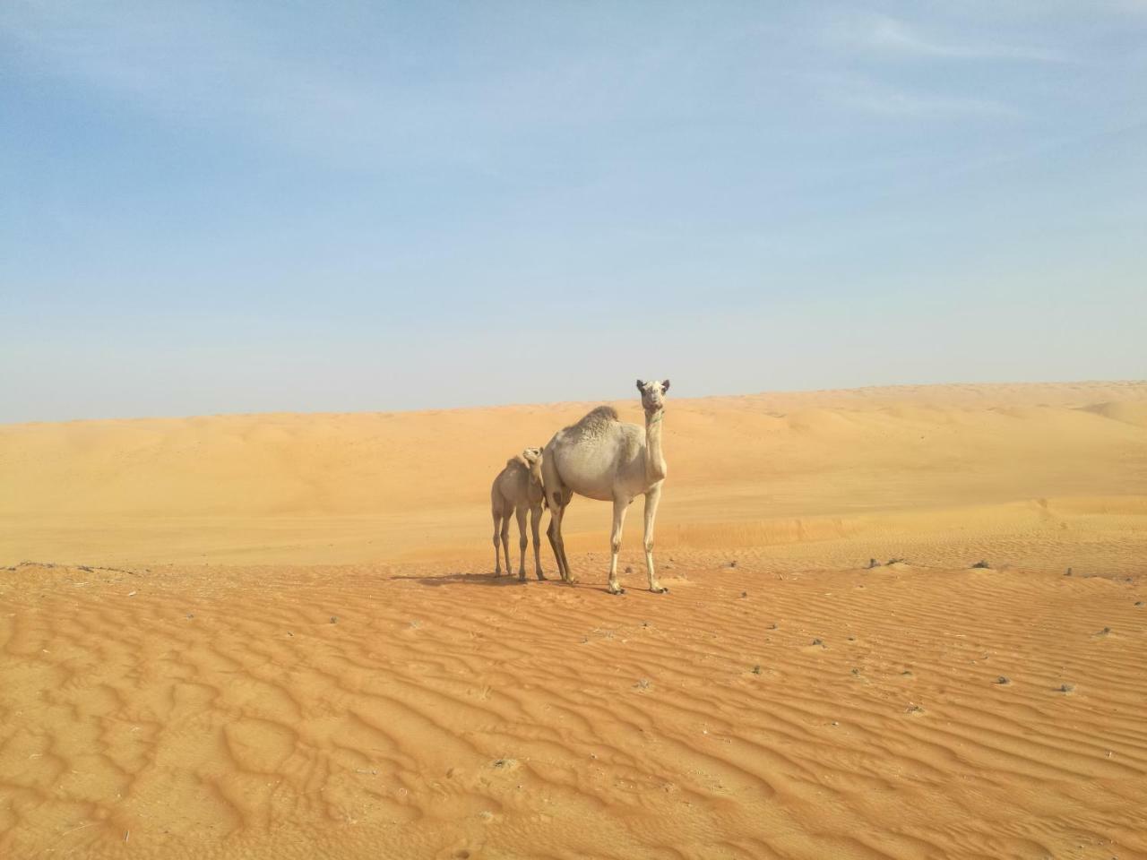 Hotel Hamood Desert Private Camp Al Wāşil Esterno foto